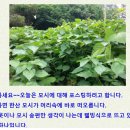 모시잎 의 효능 이미지
