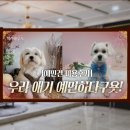 이니펫 | [세종 애견미용] 도담동 새로생긴 이니펫 ㅣ예민하고 피부질환 있는 강아지 미용 후기