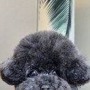 댕댕그루밍 이미지