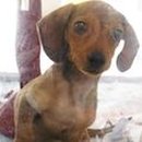 멍멍이와 야옹이 분양 미용 이미지