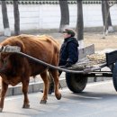 달구지 이미지