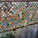 오장육부약차 이미지