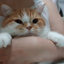 최오목