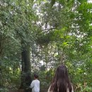 신흥동백나무군락 이미지