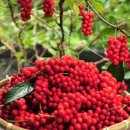 놀숲농원 이미지