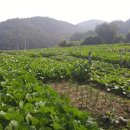 서울 2농장 이미지