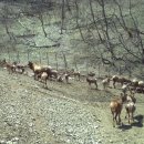 사슴방목장 이미지