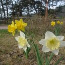 천장호 출렁다리 이미지