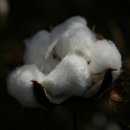 목화(아) 이미지