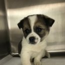 홍익동물병원 이미지