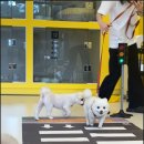 첨단튼튼병원 | 광주애견유치원 퍼피토피아 첨단점, 광주강아지사회화 훈련 상담 후기예요(feat. 광주소형견유치원)
