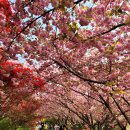 전주 꽃동산의 겹벚꽃 이미지