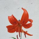 산나리, 청강초롱 이미지