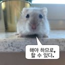 쿠리 이미지