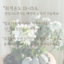이베리스 이미지