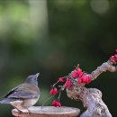 산수유열매2(흰배지빠귀) 이미지