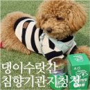댕이몰