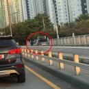 보니또그 이미지