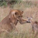 영양오토바이 이미지