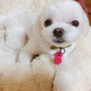 치치독 이미지