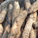 연근농장 이미지