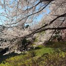 사내체육공원 | 2026 인천 벚꽃 명소 SK인천석유화학 벚꽃동산 개방기간 주차 꿀팁, 아기랑, 포토존