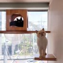 묘랑 고양이 전문호텔 이미지