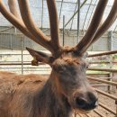 부자 흑염소농장 이미지