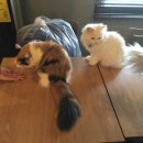 고양이숲 이미지