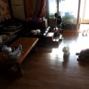 강쥐세상 이미지