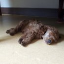 곱슬강아지 이미지