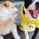 선부중앙동물의료센터 이미지