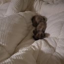 애니브릿 이미지