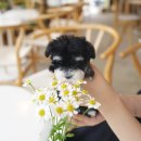 부산강아지분양 테디럽 명지본점 이미지