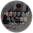 시우스쿨링 | 애견방문훈련 :: 시우스쿨링에서 강아지 분리불안증, 짖음 훈련받다!