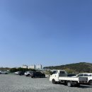 슬도주차장 | 울산 슬도 유채꽃 개화 4/2 기준 (주차장,방문후기)