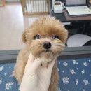 러블리애견미용실 이미지