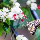 Clerodendrum thomsoniae(덴드롱) 이미지