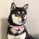 아로미 펜션 이미지