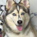 인하쿠나마타타 이미지