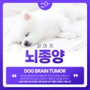 서울동물영상종양센터 이미지