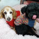 헬로도그맘 이미지