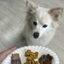 수원 인계동 강아지 수제 간식 카페 헤븐독 후기