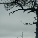 상주 상현리 반송 이미지