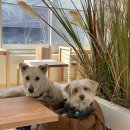 아차산로405번길 | 샛다리카페 | 구리 아차산 신상 반려동반카페, 공간분리, 통창뷰!