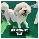 김해유치원 | 김해 애견유치원 유치원컴피 호텔링 후기