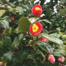 고향보리밥 건너편 교통섬 | 동백꽃 필 무렵(3)_소안도