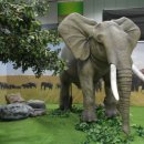 어메이징 아프리카 이미지