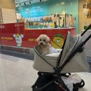 (주)펫스테이션 | [애견전용/부산] 강아지고양이를 위한 국내 최대 복합몰 펫스테이션