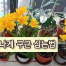 수선화 키우기 구근보관 심는시기 탄생화 수선화 꽃말 꽃피는시기 이미지